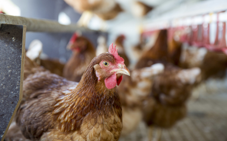 Der Main-Kinzig-Kreis erinnert vor dem Hintergrund mehrerer Seuchenausbrüche in Deutschland an die Impfung von Geflügeltieren gegen die Newcastle-Krankheit.