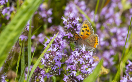 „Naturtalente für unsere Heimat“ gesucht: Noch bis 31. März können nachhaltige Projekte für den Umweltpreis des Main-Kinzig-Kreises vorgeschlagen werden.