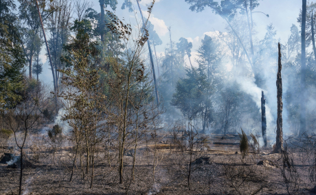 Das Foto zeigt die Waldbrandfläche in Rodenbach.